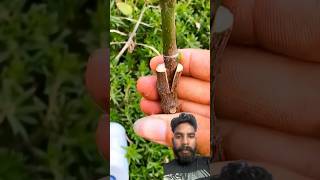 V shape grafting of Almond plant How to graft an Almond tree Successful method of grafting regrow [upl. by Willner]