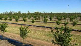 Netafim Australia Nutrigation Citrus [upl. by Clareta]