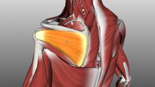 Rotator Cuff Tutorial  Anatomy Tutorial [upl. by Llert590]