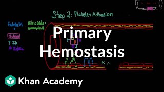 Primary hemostasis  Advanced hematologic system physiology  Health amp Medicine  Khan Academy [upl. by Krishna]