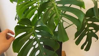 Monstera Deliciosa Form 6 thật tuyệt [upl. by Htor]