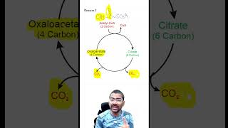 Acetyl CoA is NOT a substrate for Gluconeogenesis biochemistry metabolism gluconeogenesis [upl. by Ernestine259]