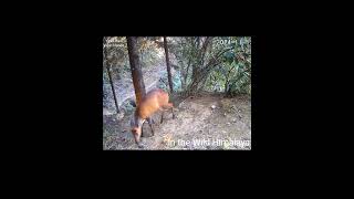 Trail 1  15 1124  Beautiful Barking Deer [upl. by Wendelina39]