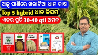 Rabi Paddy variety ଖରାଟିଆ ଧାନ ର Top 5 hybrid କିସମ ରବି ଋତୁ ଧାନ ଚାଷ [upl. by Alfonso179]