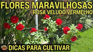 ROSAS MARAVILHOSAS  DICAS FÁCEIS PARA CULTIVAR EM VASOS [upl. by Kaltman483]