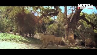 Roar 1981  Trailer [upl. by Lenni]