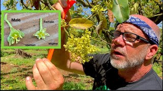 The Fascinating Behavior of Avocado Flowers Synchronous Dichogamy [upl. by Aibara692]