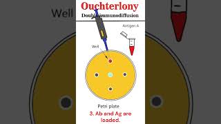 Ouchterlony double immunodiffusion animation immunology [upl. by Acenom]