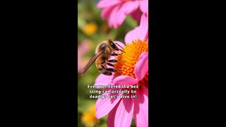 Can a Bee Sting Kill You The Truth Revealed [upl. by Assiluy]