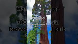 World tallest tree krishnapallav369 flute [upl. by Blondie]