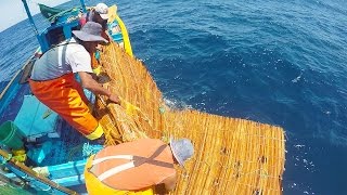 ☑️ Colecta de ovas Huevos de peces voladores en nidos flotantes [upl. by Yecrad]