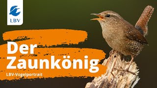 Der Zaunkönig Troglodytes troglodytes  Steckbrief  Gesang Vogelarten kennen lernen mit dem LBV [upl. by Woehick224]