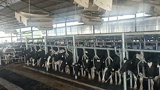 P2100 Delaval Milking Machine [upl. by Kelam]