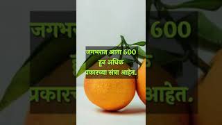 Orange fruit information in Marathi  संत्री म्हणजे काय त्याचे फायदे व उपयोग [upl. by Hermine]