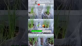 How to Planting Onions From Seed [upl. by Attenehs]