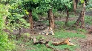 🫸Sariska abhyaran mein tiger 🫷 [upl. by Gayl]