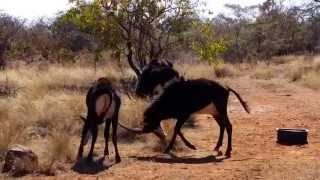 Young Sable Antelope bulls fighting [upl. by Doria182]