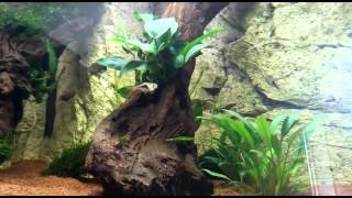 Rasbora breeding and eating eggs harlequin [upl. by Nedrud]