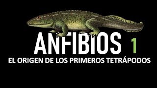 Herpetología 1 Anfibios  El Origen De Los Primeros Tetrápodos [upl. by Etterraj]