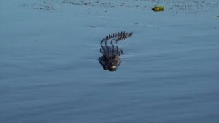 Coccodrillo uccide un uomo in Australia stava guadando il fiume [upl. by Enutrof]