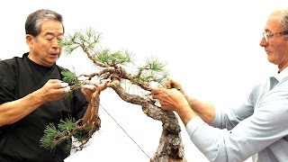 SakkaTen Bonsai demo by Kunio Kobayashi [upl. by Rodolph]