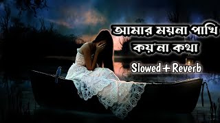 Amar Moyna Pakhi Koy Na kotha Re slowedReverb Tiktok Viral Sad Song 2022 [upl. by Diamante]