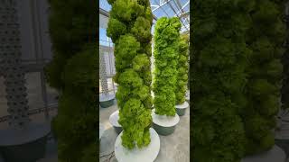 Altius Farms in Denver Colorado is the epitome of vertical aeroponic farming [upl. by Weinberg364]