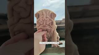 🐶🧥 Is This the UGLIEST Dog SharPei WrinkleClub [upl. by Raji]