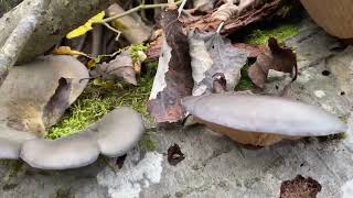 Pleurotus pulmonarius NicorețiCiuperca șoareceluiRoadele pădurii de fag Ciuperci murate [upl. by Wehttam]