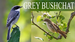 GREY BUSHCHAT  Saxicola Ferrea  Pangot  Sattal  Uttarakhand  HINDI [upl. by Ainek976]