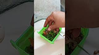 quail food blockhouse zulfiqarrashedvlogs [upl. by Anahpets]