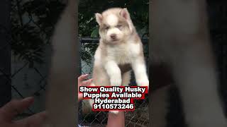 siberian husky puppies for sale in Hyderabad [upl. by Ikkim379]