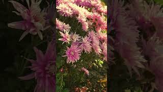 Colourful Flower beds at Saremco saremco sargodhaproperty greenery cleanandgreenpakistan [upl. by Adnimra690]