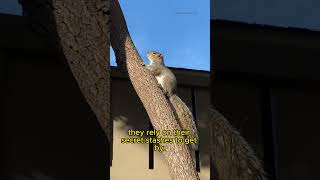 Why Do Squirrels Hide Their Food Nature’s Tiny Hoarders shorts [upl. by Seiber]