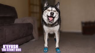 Funny Husky Tries On shoes [upl. by Tichon505]