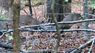 Two bucks sparring at Iroquois Park this morning November 3 2024 [upl. by Riaj]