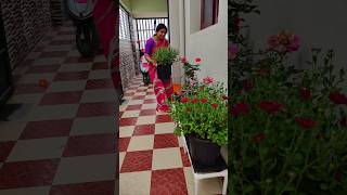 Minivlog240 💁Home Garden set pannaporen shorts shortsfeed home trending [upl. by Wahl]