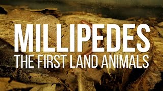 Millipedes The First Land Animals [upl. by Atinehc223]