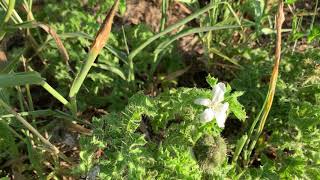 Bull Nettle Blooms and Seedpods [upl. by Aileen]