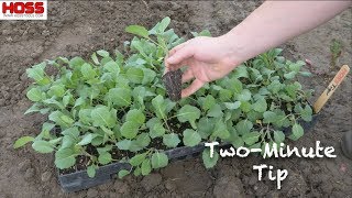 The Best Variety of Collards for Multiple Harvests [upl. by Laurianne]