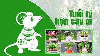 Người tuổi tý trồng cây gì trong nhà và bàn làm việcTop 5 loại cây hợp phong thuỷ người tuổi tý [upl. by Novihc]