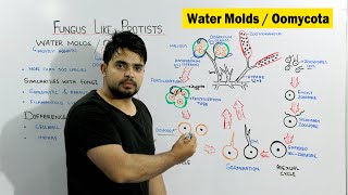 Water molds Oomycota  Fungus Like Protists  Chapter Protista and Fungi [upl. by Yvon]