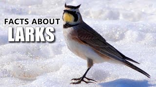 Lark Facts Lark BIRDS and their SONG 🎵 Animal Fact Files [upl. by Shwalb808]