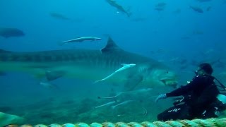 Beqa Lagoon Shark Dive with Dive N Surf [upl. by Zinnes]