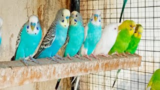 12 Hours of Budgies Singing Playing and Talking  Play For Your Budgie [upl. by Yezdnil528]