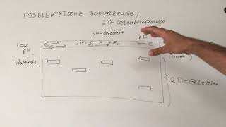 2D Isoelektrische Fokussierung [upl. by Ahsaeym]