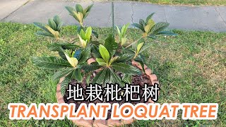 How I Transplanted Air Layered Loquat Tree in the Ground for Big Harvests  Grow Loquat Tree 地栽枇杷树 [upl. by Yggam]