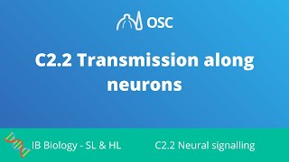 C22 Transmission Along Neurons IB Biology SLHL [upl. by Deeyn]