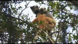 Madagascar  Sifakas and Indris [upl. by Annas645]