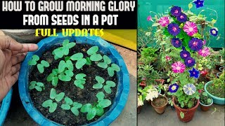 How To Grow Morning Glory From Seed FULL INFORMATION [upl. by Kramnhoj]